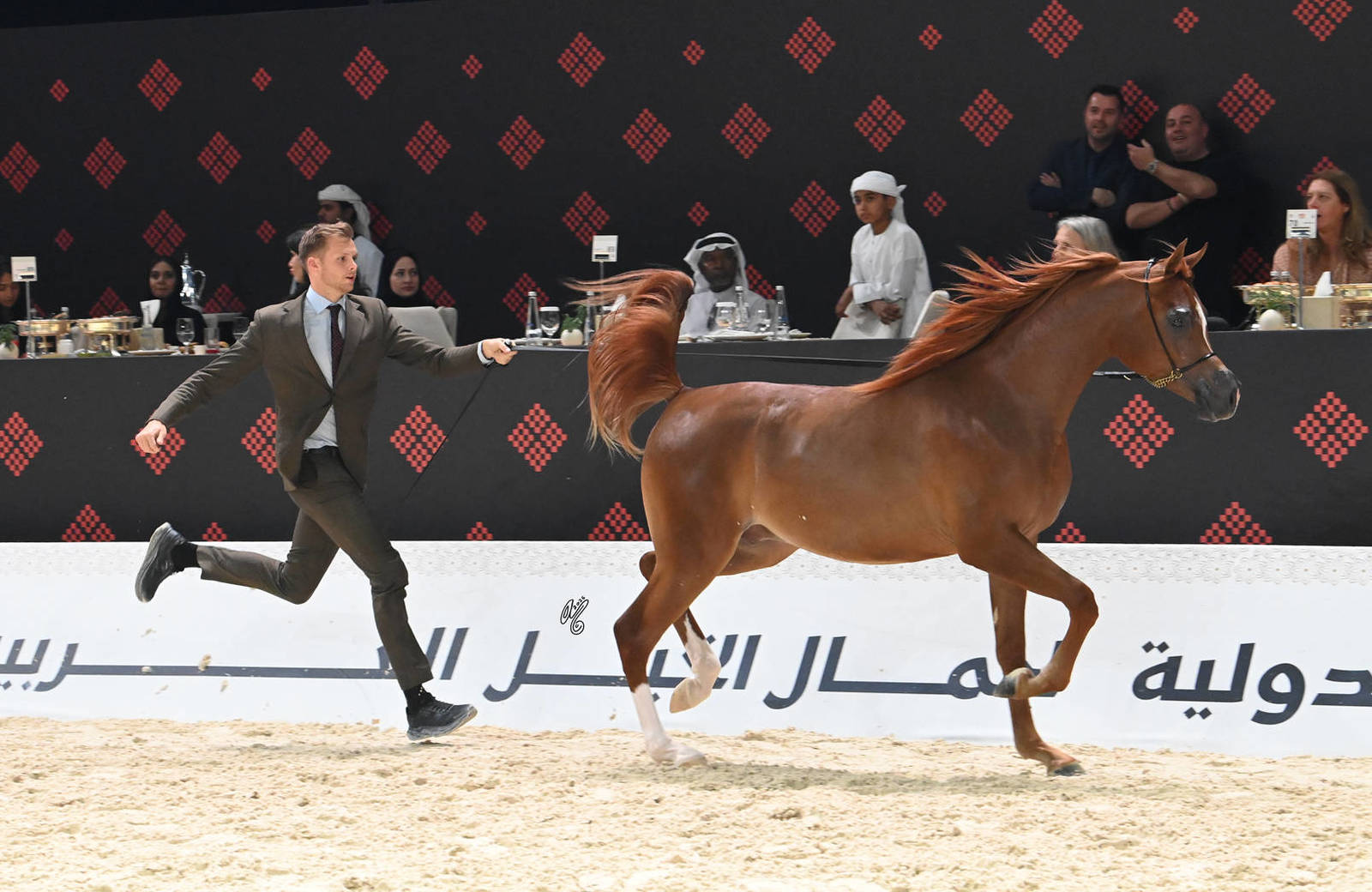 Junior Colt Bronze Champion: Mahboob Al Shiraa 