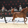 Junior Colt Bronze Champion: Mahboob Al Shiraa 