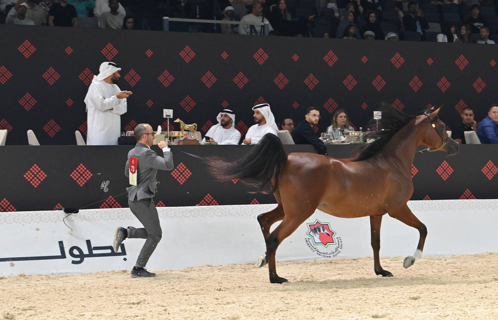 Junior Filly Gold Champion: Ajeebah Albidayer 