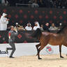 Junior Filly Gold Champion: Ajeebah Albidayer 