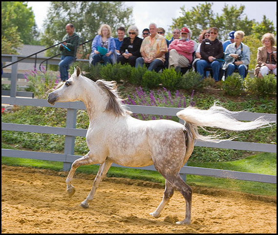 Om El Shadream - by Dreamcatcher SMF x Om EL Shadina