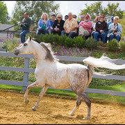 Om El Shadream - by Dreamcatcher SMF x Om EL Shadina