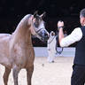 Junior Filly Silver Champion: Sedra Alghazali 