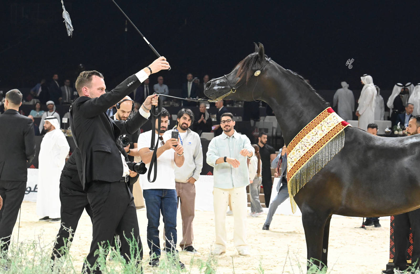 Yearling Colt Gold Champion: Jamran Al Hawajer 