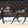 Yearling Colt Gold Champion: Jamran Al Hawajer 