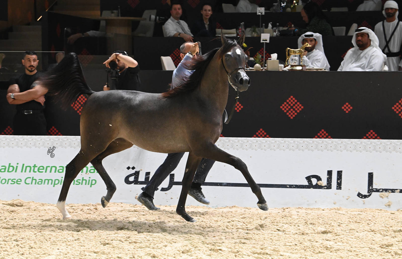 Yearling Colt Bronze Champion: Rannan Albidayer 