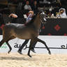 Yearling Colt Bronze Champion: Rannan Albidayer 