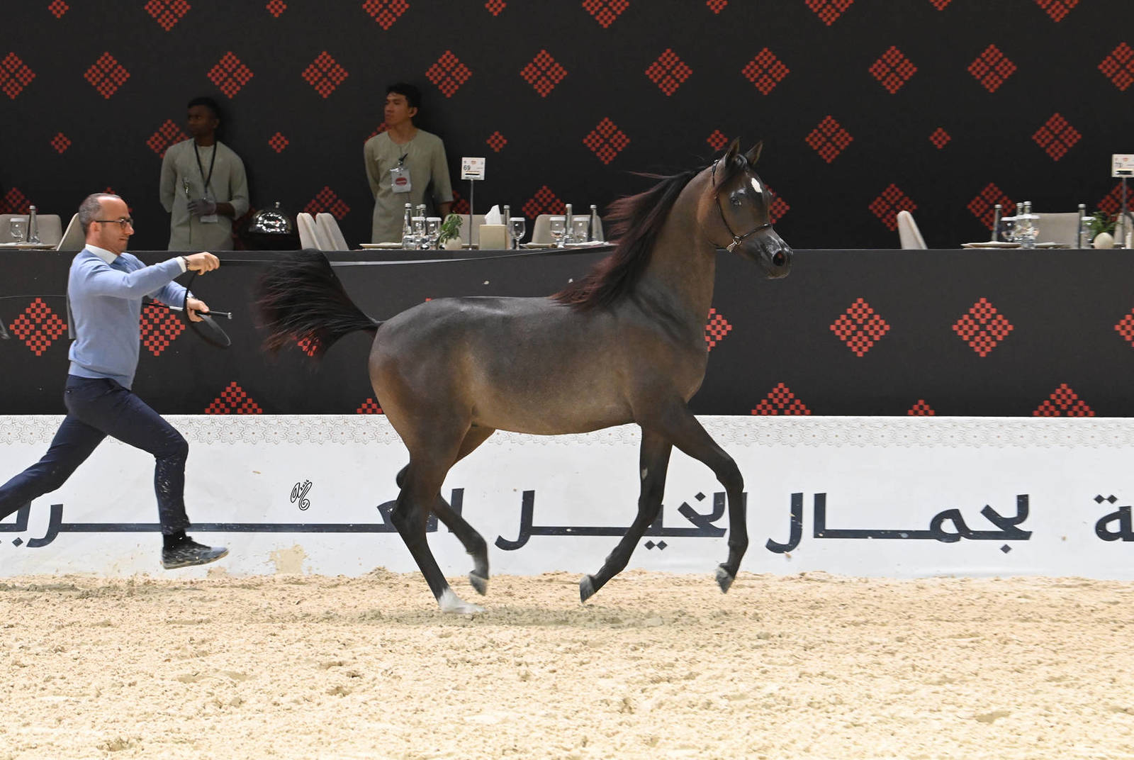 Yearling Colt Bronze Champion: Rannan Albidayer 