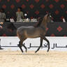 Yearling Colt Bronze Champion: Rannan Albidayer 