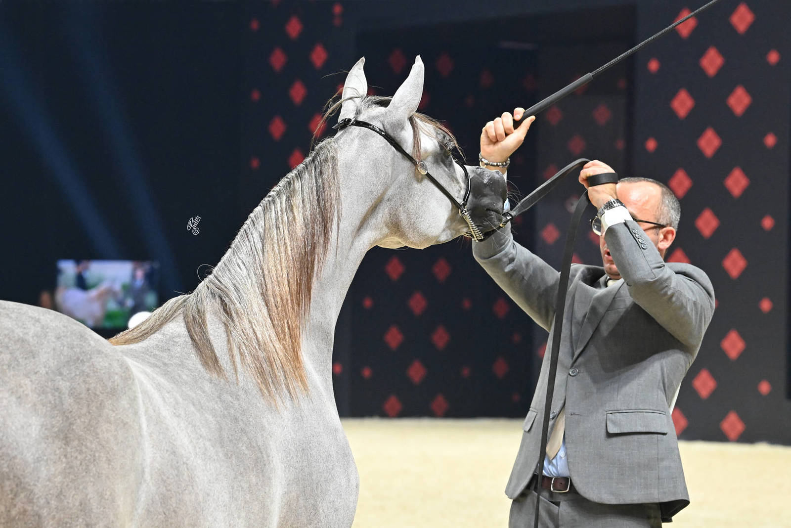 Yearling Filly Bronze Champion: Selene Al Bidayer 