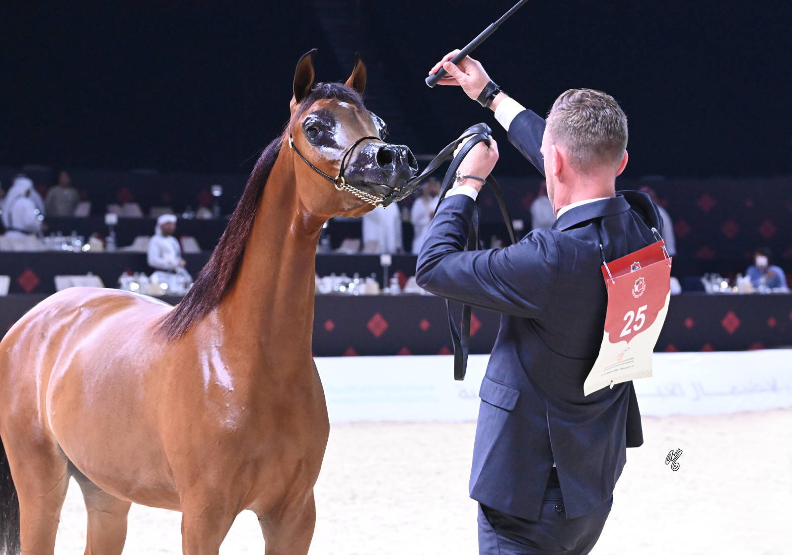 Yearling Filly Silver Champion: Mozn SH  