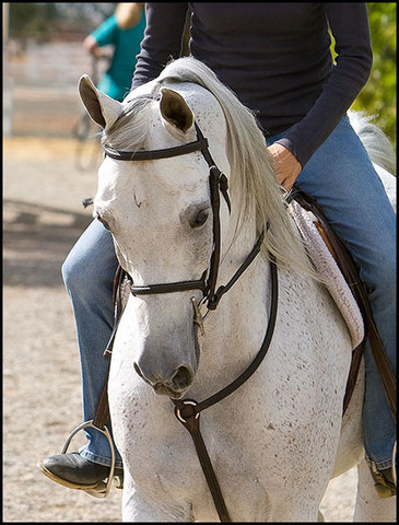 Shai Elation  - Ten year old straight Egyptian gelding owned by Dr. Rex and Christine Wang.