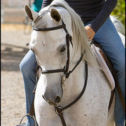 Shai Elation  - Ten year old straight Egyptian gelding owned by Dr. Rex and Christine Wang.