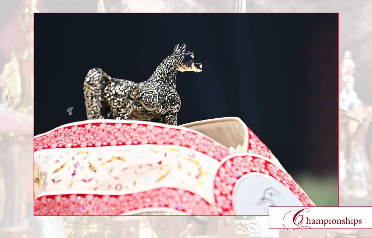 Lisa Abraham: The 2026 Abu Dhabi International Arabian Horse Championship Photo Gallery