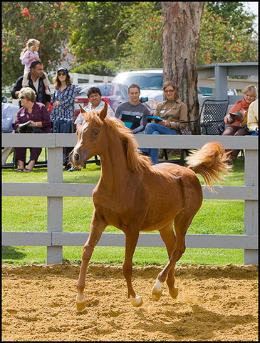 Delilah SMF  - By *Simeon Shai out of Dance Diva by Raquin RA