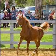 Delilah SMF  - By *Simeon Shai out of Dance Diva by Raquin RA