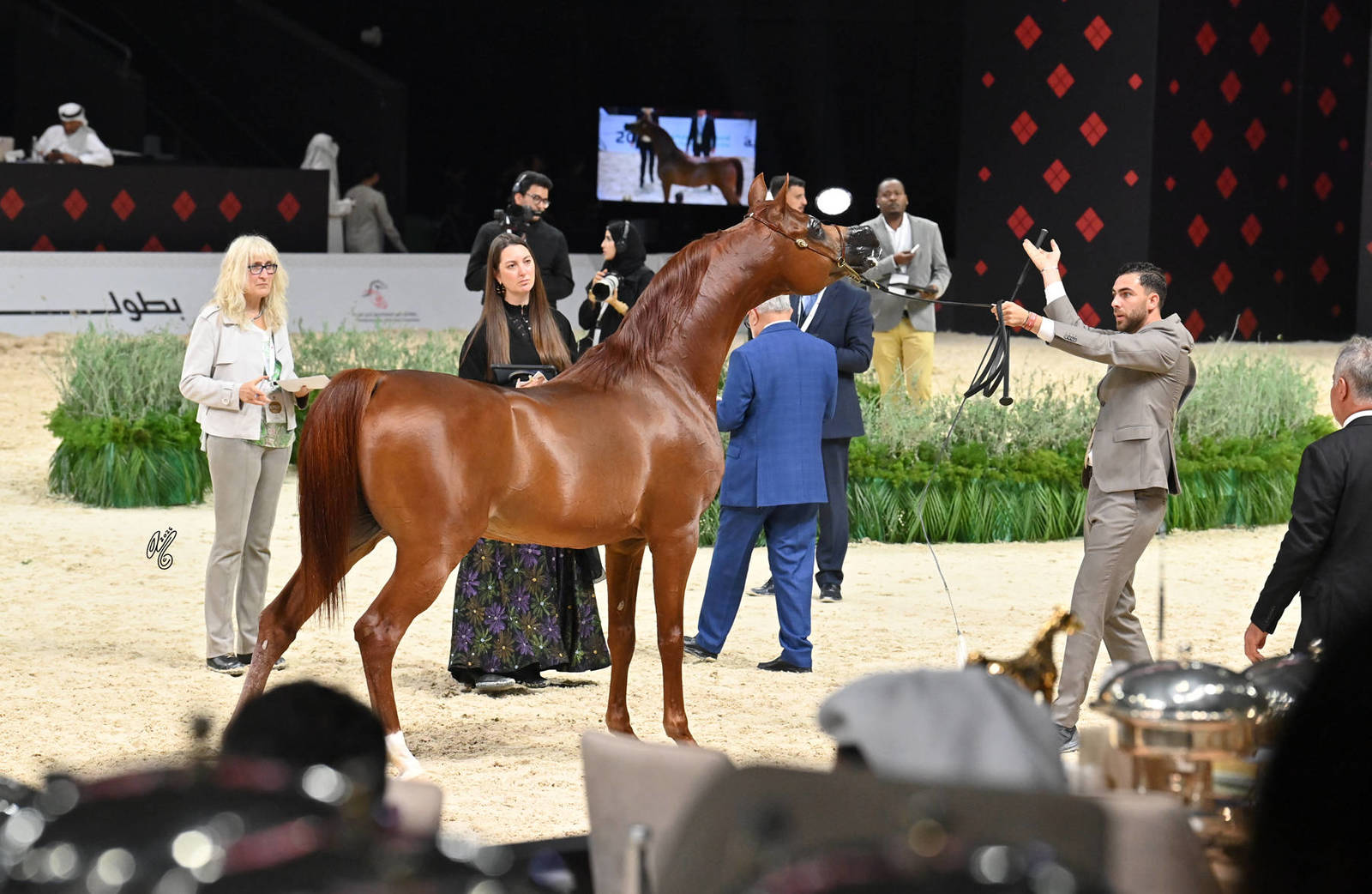 Stallions 4+ Years: Perseus K.A.