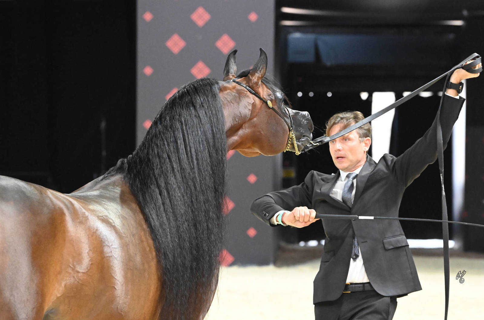 Stallions 4+ Years: Kashef Al Shaqab 