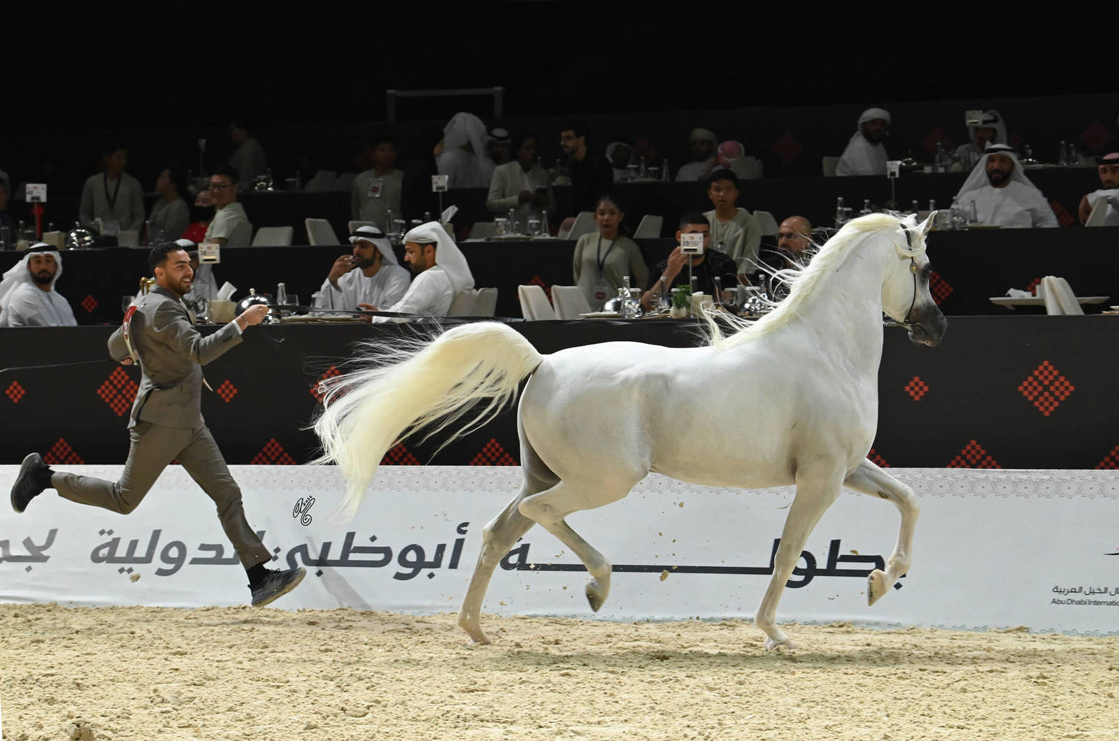 Stallions 4+ Years: Falah Al Hawajer 