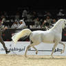 Stallions 4+ Years: Falah Al Hawajer 