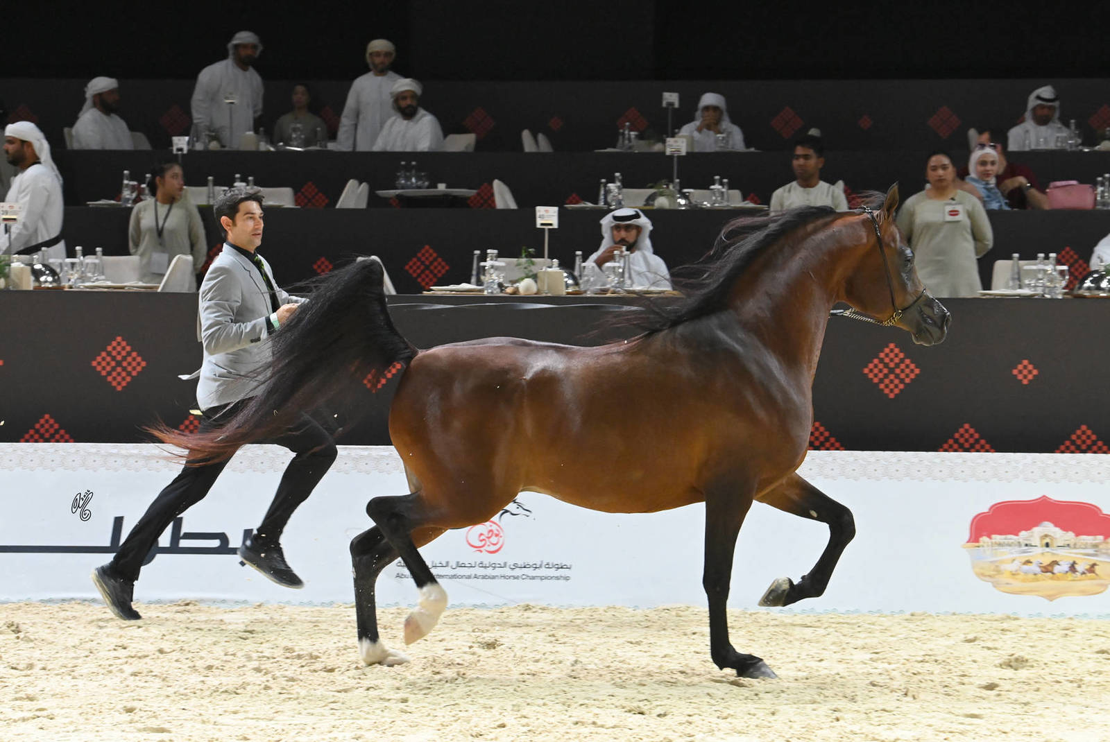 Stallions 4+ Years: Yazeed Al Bahya 