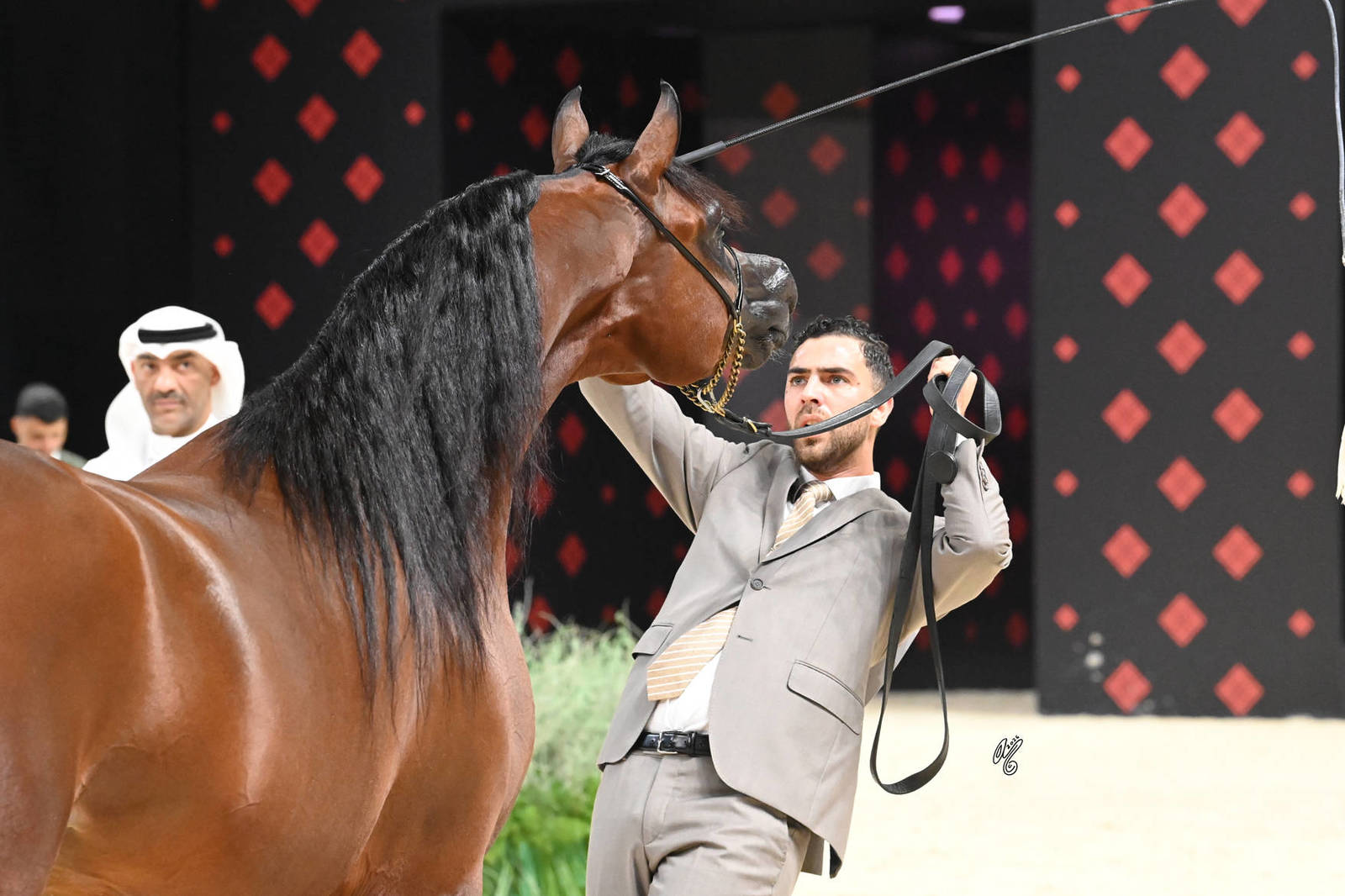 Stallions 4+ Years: D Mazer 