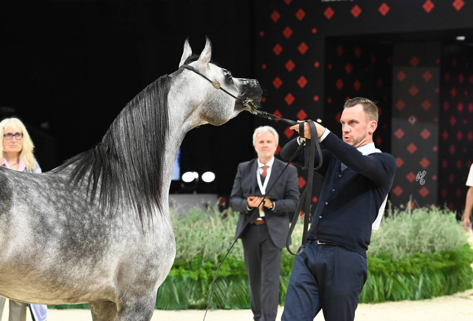 Colts 3 Years Old: Rabdan Al Hawajer 