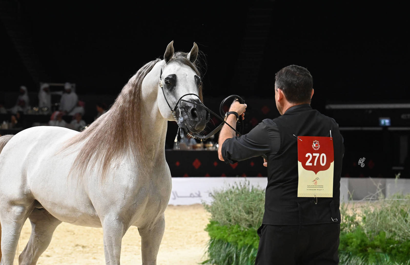 Colts 3 Years Old: Absim Al Remas 