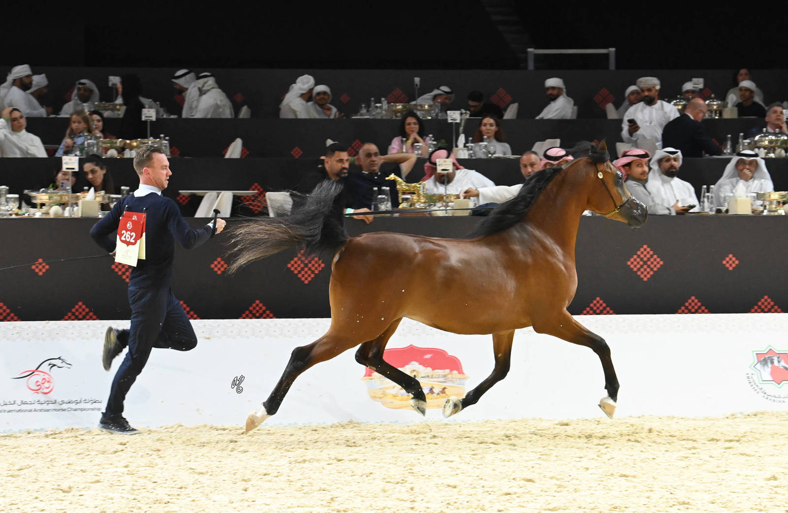 Colts 3 Years Old: Masheikh Al Zubi 