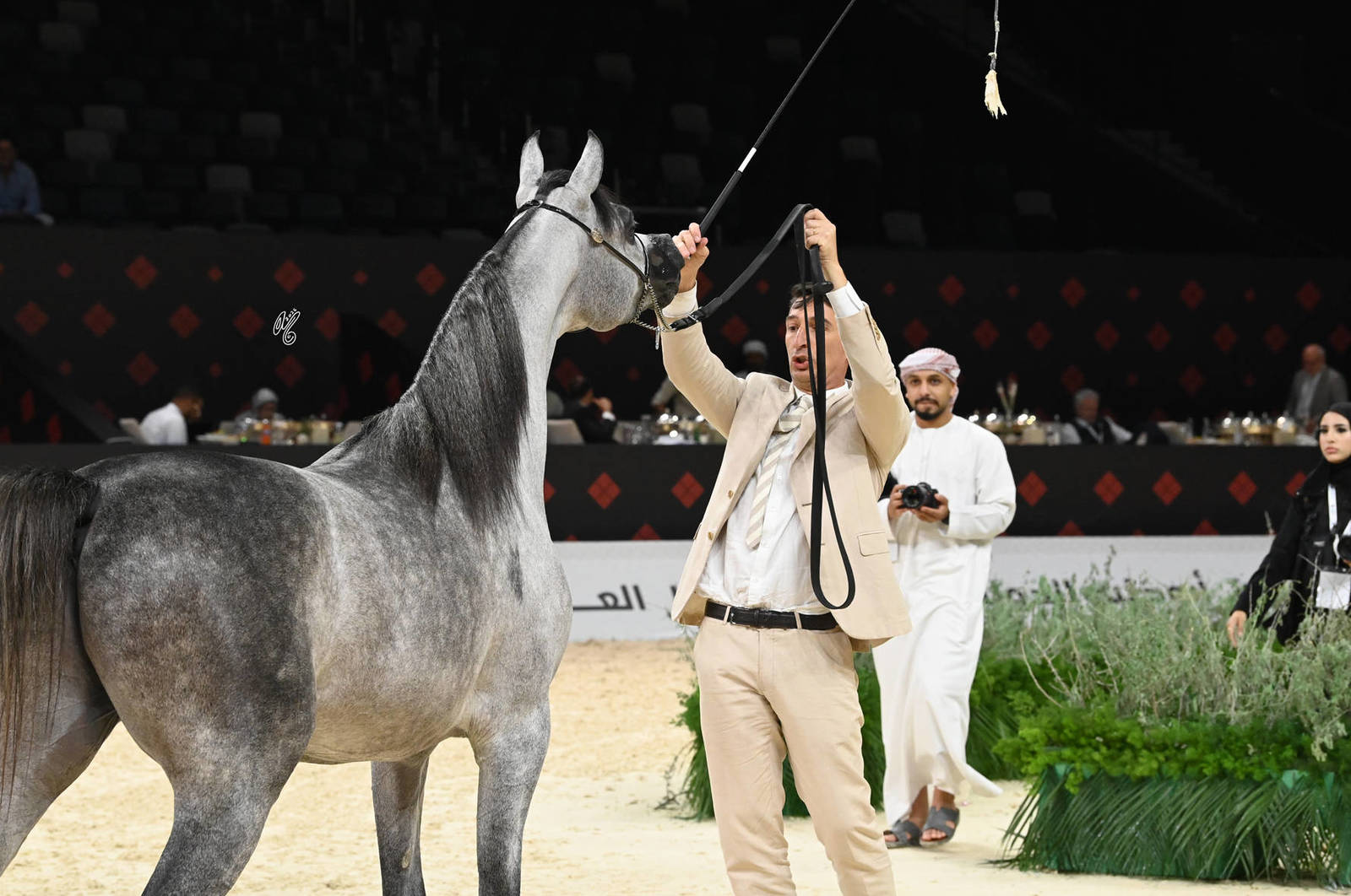 Colts 2 Years Old: Ezz Al Aliyat 