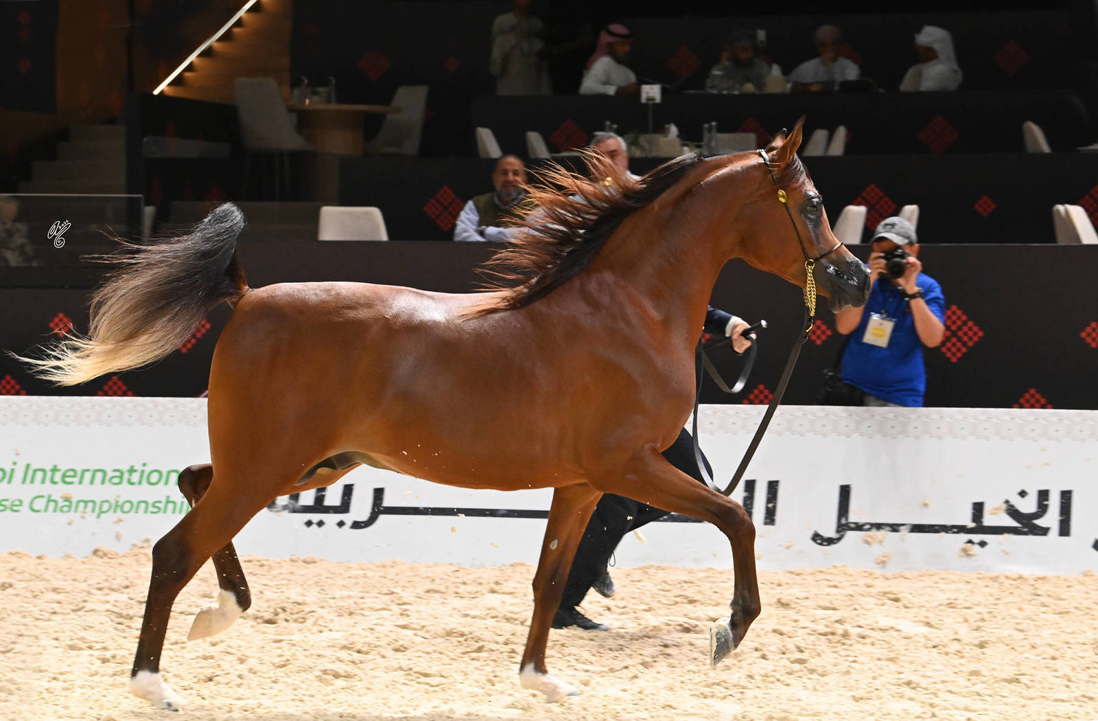 Colts 2 Years Old: OB Aseel 