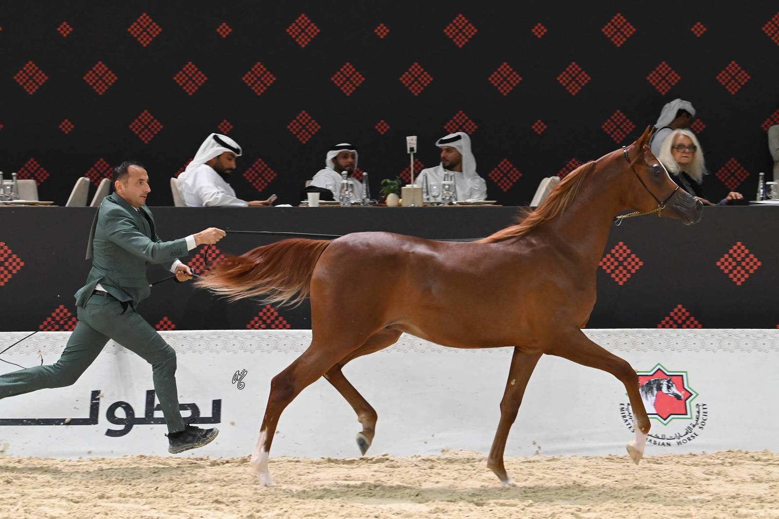 Yearling Colt: E.S. Albahi 