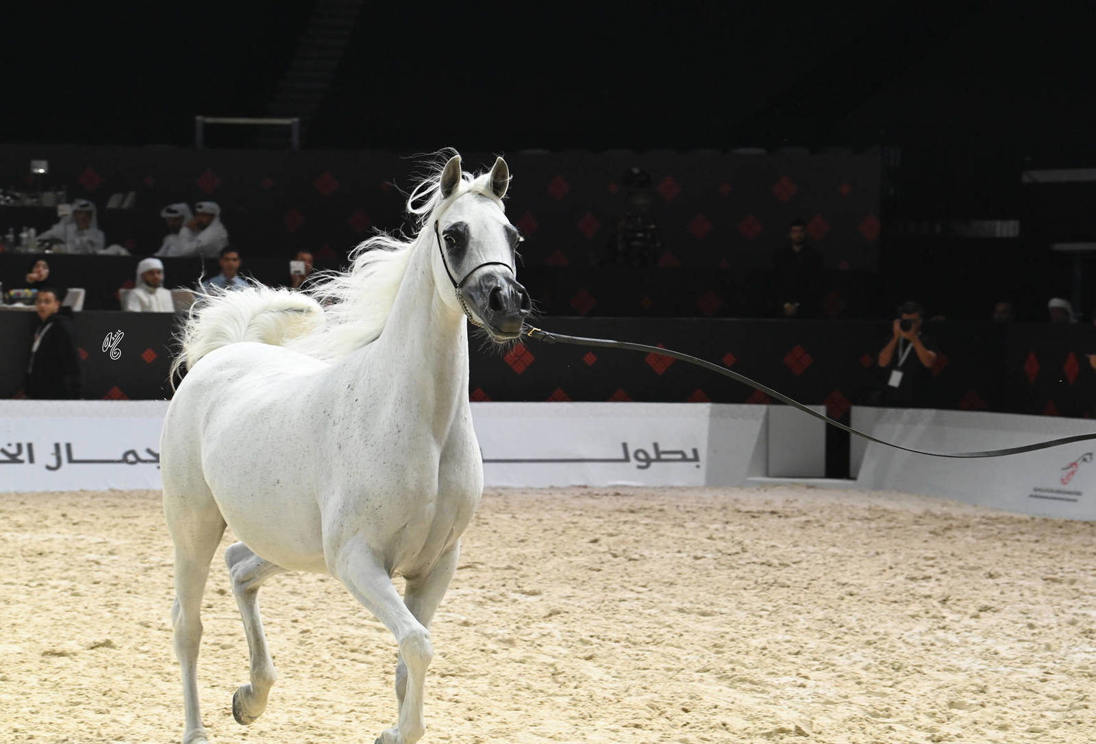 Mares 4+ Years: D Ghaneeemah 