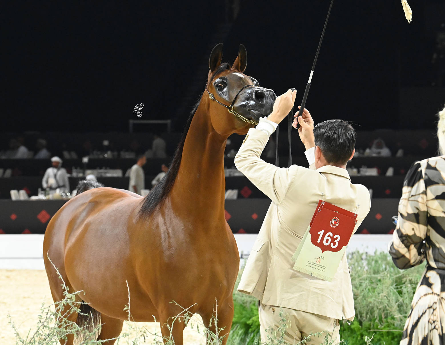 Mares 4+ Years: SQ Rasheda 