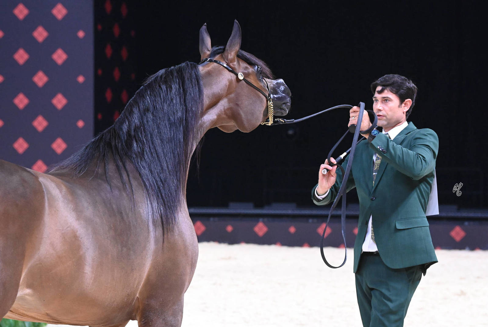 Mares 4+ Years: D Donyay 