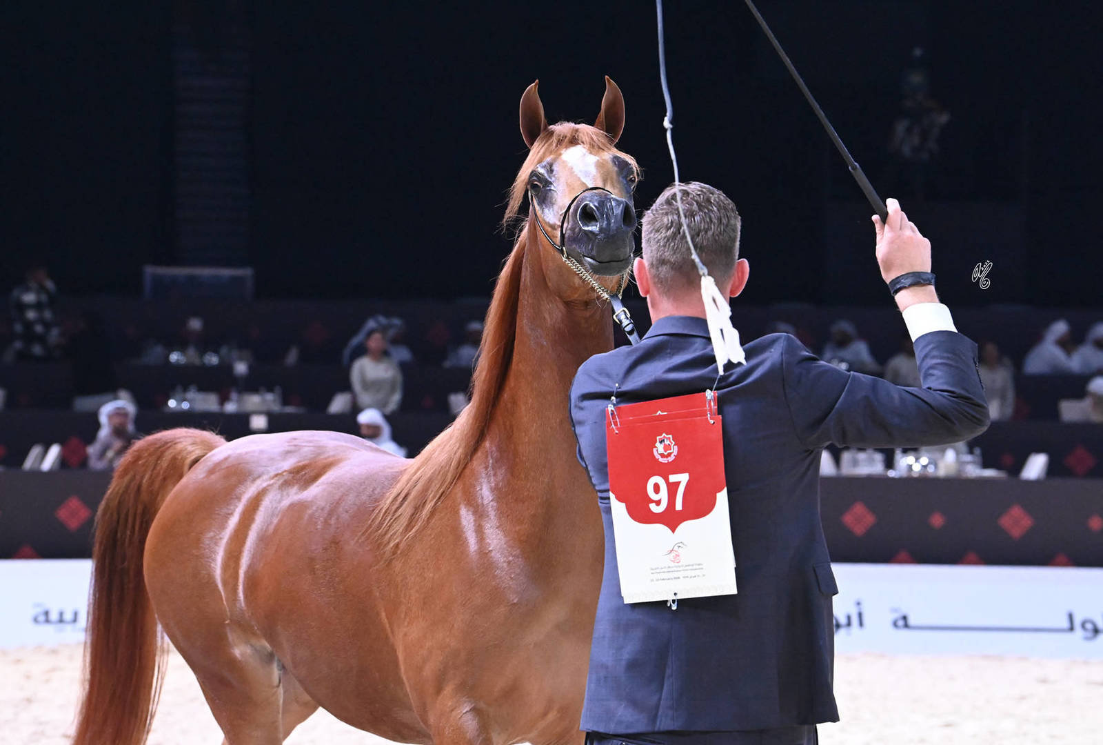 Fillies 3 Years Old: Zahra BS 