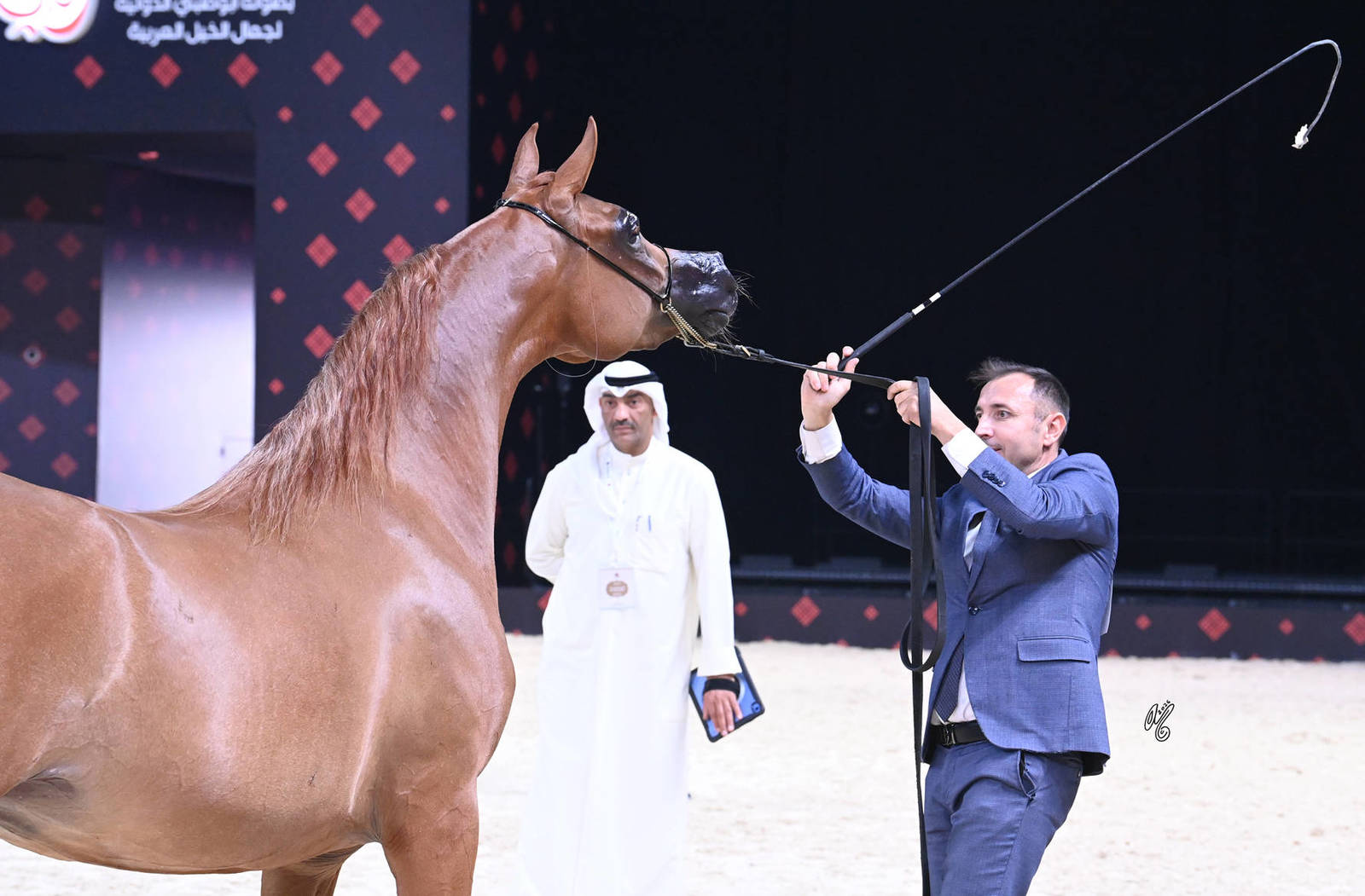 Fillies 3 Years Old: Marrakesh RM