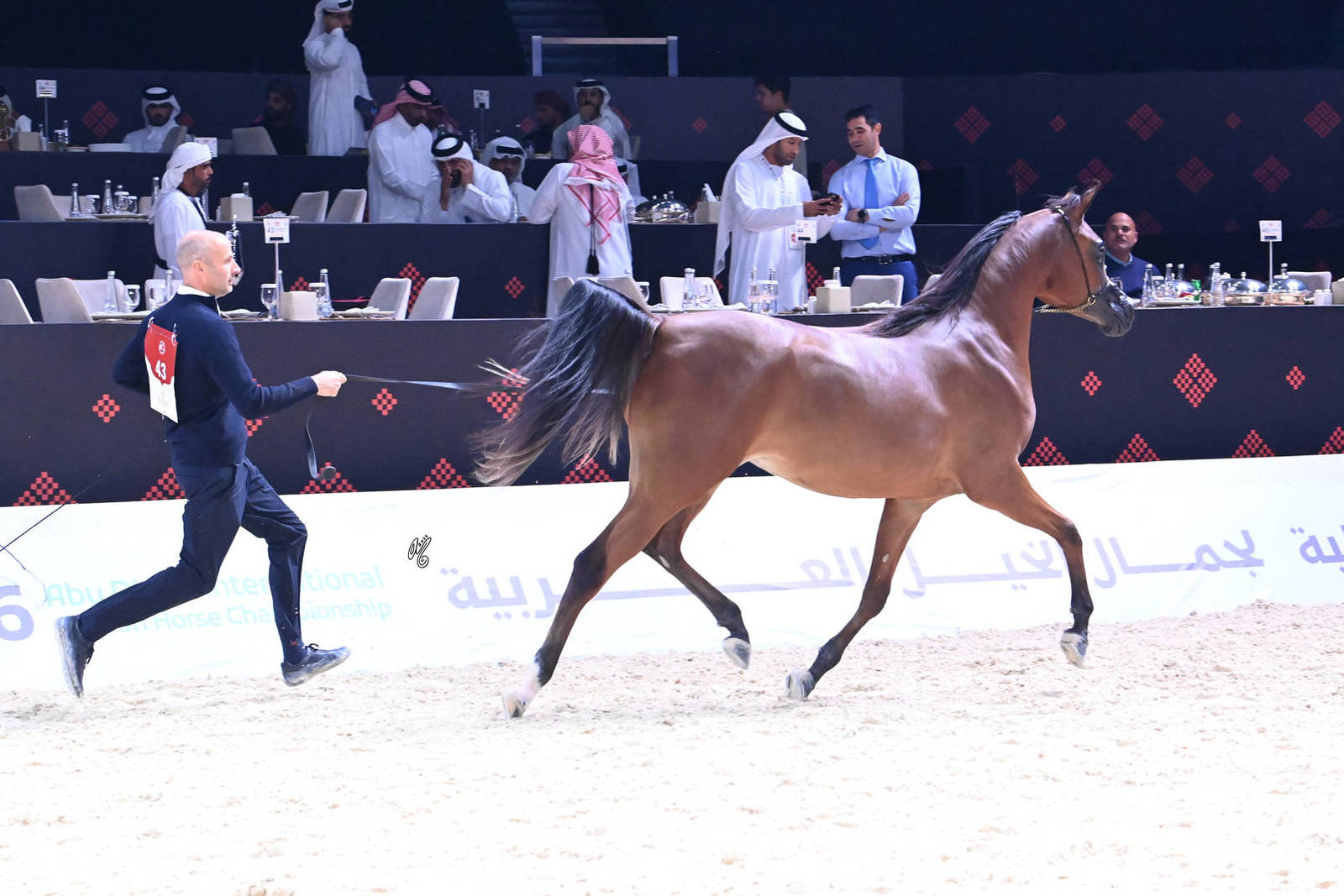 Fillies 2 Years Old: Shio Baiona 