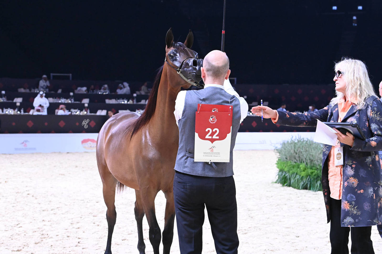 Yearling Filly: JS Bushra 