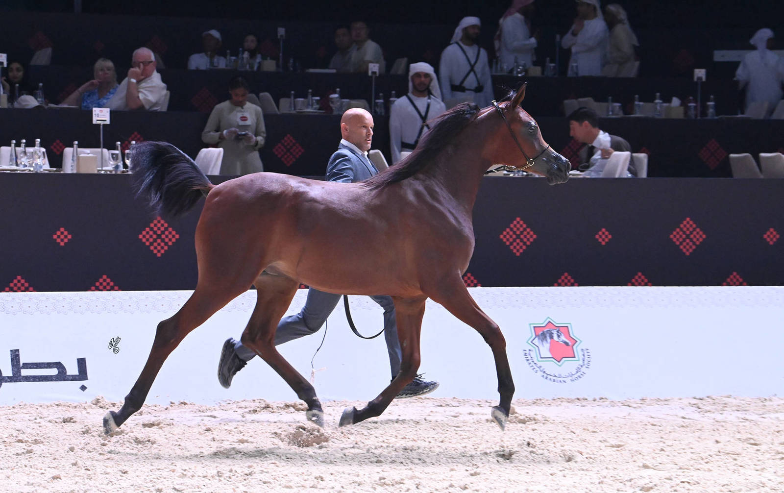 Yearling Filly: Wateen Al Firas 