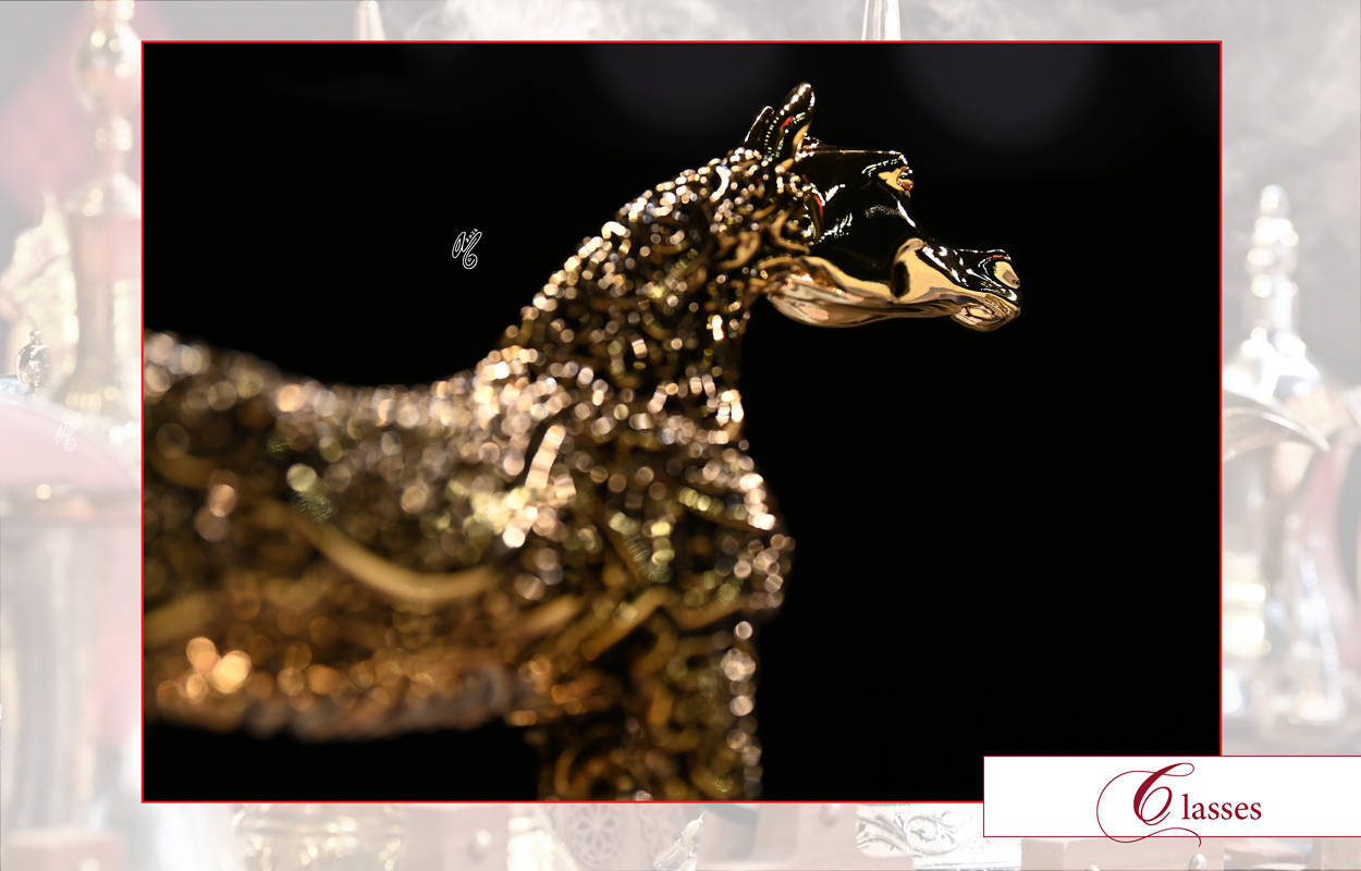 Lisa Abraham: The 2026 Abu Dhabi International Arabian Horse Championship Photo Gallery