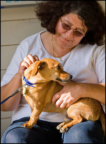 Caesar - Gerry Alexander's Chiweenie sitting with Sylvia Linn 
