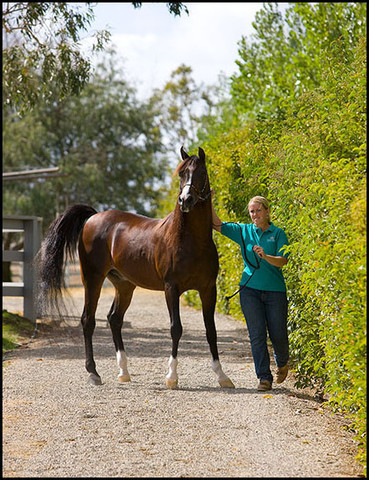 *Simeon Shai+  - On his way to the presentation ring!