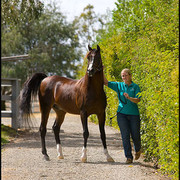 *Simeon Shai+  - On his way to the presentation ring!