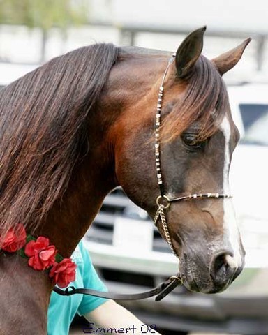 Shai on the wat to the luncheon for his tribute  toast