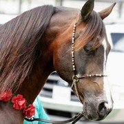 Shai on the wat to the luncheon for his tribute  toast