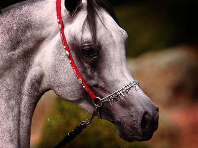 Forest Hill Arabian Stud