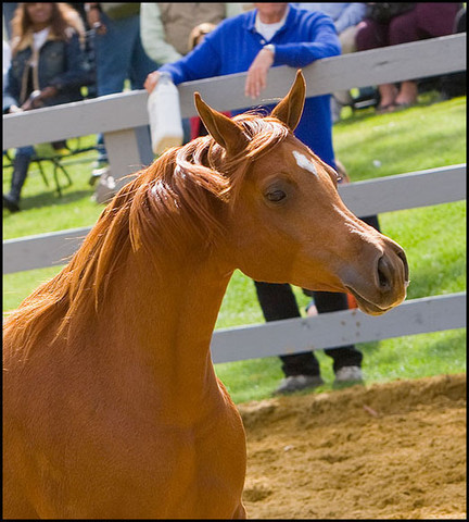 Bint Example  - By Dreamcatcher SMF x Example, dam of El Perfecto senior sire at SES Planes in Spain.