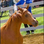 Bint Example  - By Dreamcatcher SMF x Example, dam of El Perfecto senior sire at SES Planes in Spain.