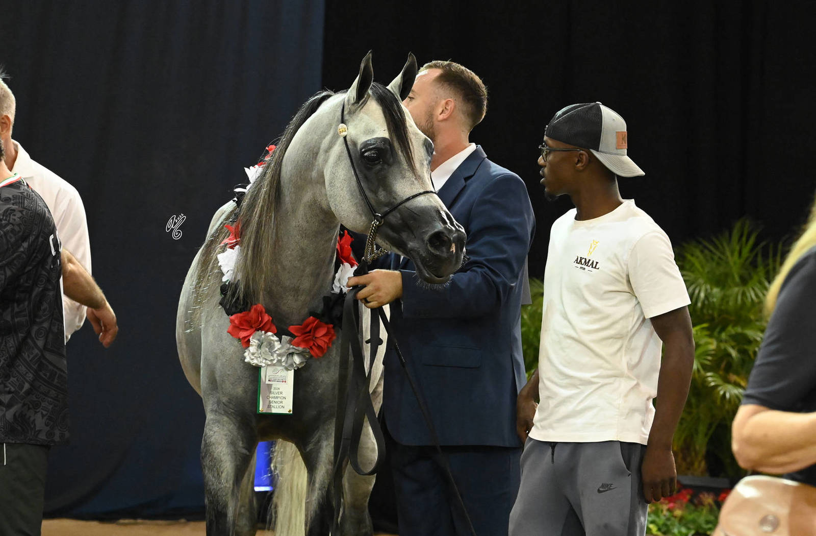 Silver Champion Senior Stallion: Aria Khadeem 